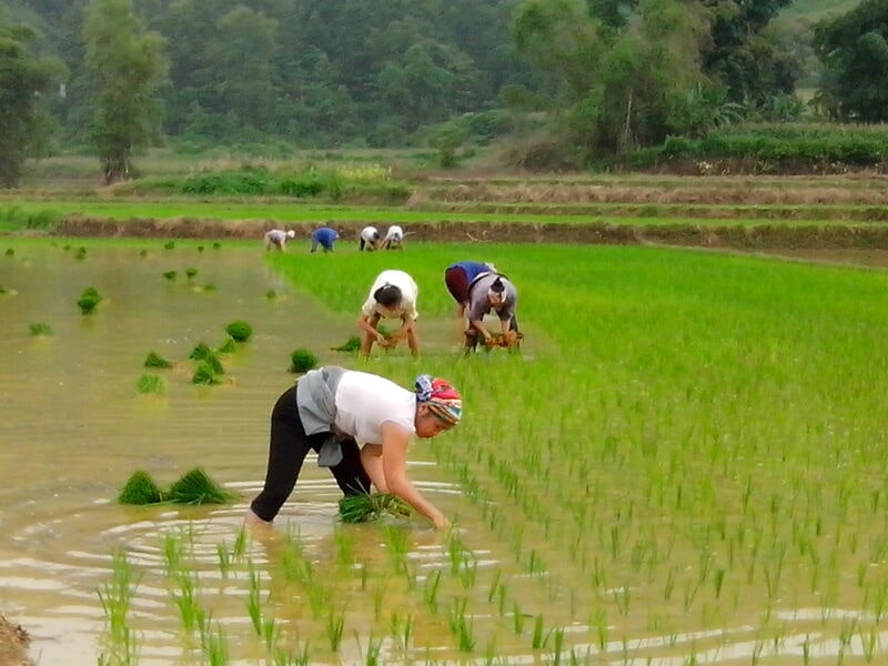 Mơ đi cấy lúa