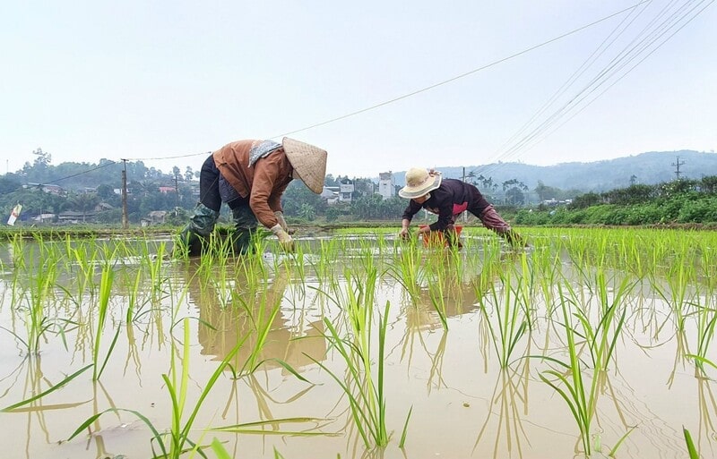Nằm mơ đi cấy lúa với phụ nữ