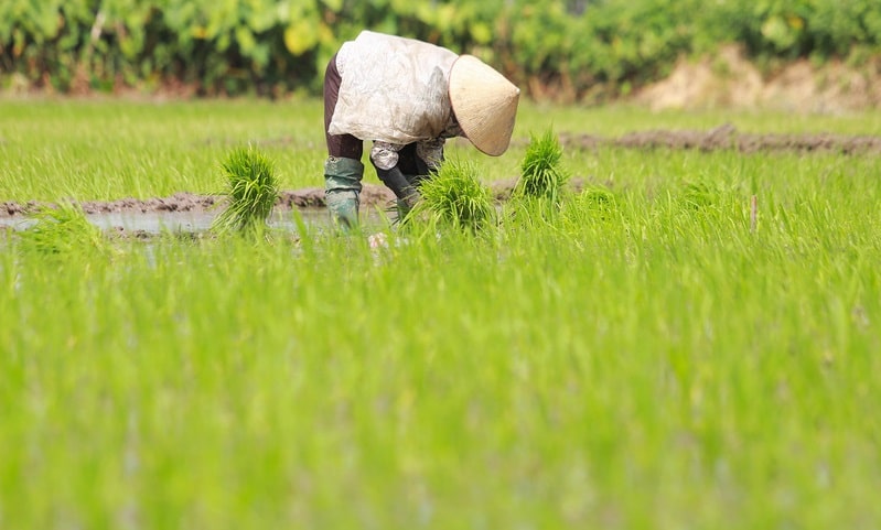 Mơ đi cấy lúa