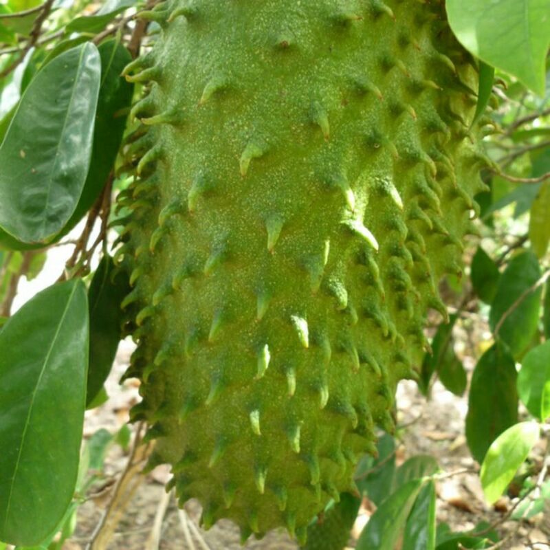 Mơ thấy trái mãng cầu
