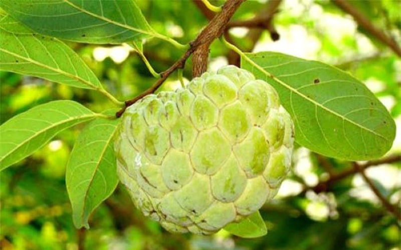 Mơ thấy quả na đánh con gì l