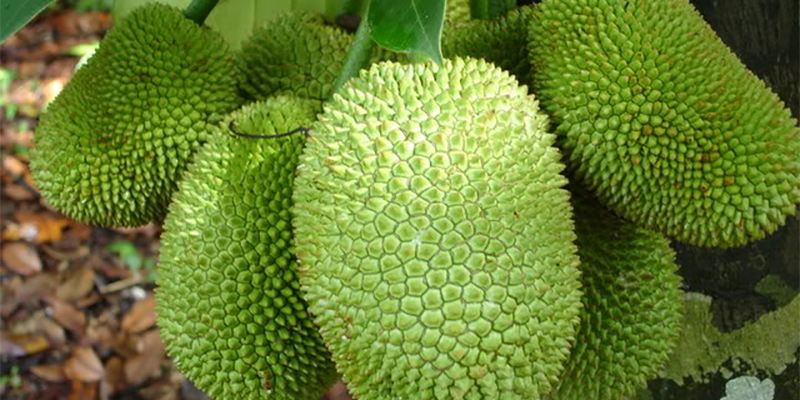 mơ thấy quả mít đánh con gì