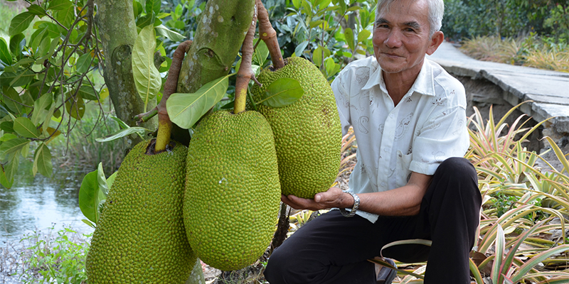 mơ thấy quả mít đánh con gì