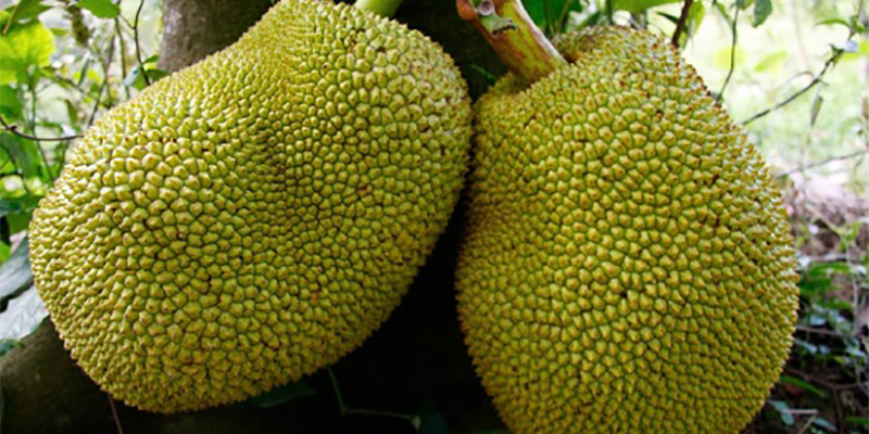 mơ thấy quả mít đánh con gì
