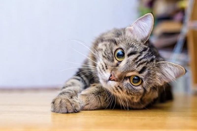 Nằm mơ thấy mèo con là điềm tốt