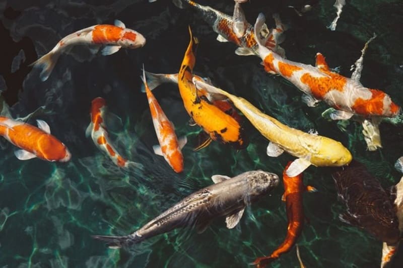 Ý nghĩa của việc nằm mơ thấy cá