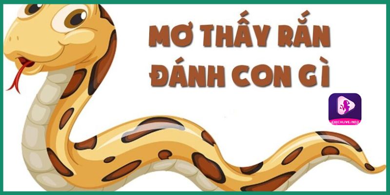 Nằm mơ thấy rắn đánh con gì? 