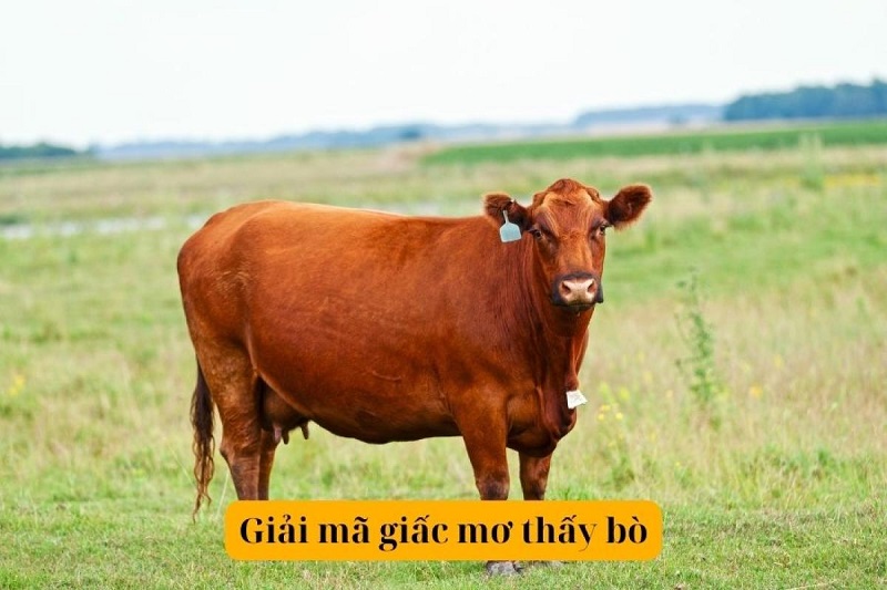Nằm mơ thấy con bò có tốt không?